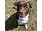 Adopt Scout a Labrador Retriever, Mixed Breed