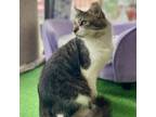 Adopt Tex Mex a Domestic Short Hair