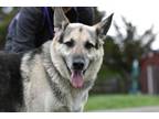 Adopt King a German Shepherd Dog, Mixed Breed