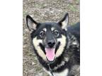 Adopt Gunnar a Siberian Husky, Mixed Breed