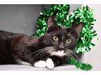 Adopt Lucky a Domestic Short Hair