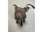 Adopt ONYX a Pit Bull Terrier