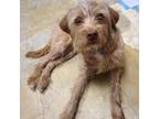 Adopt Pippin a Terrier