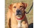 Adopt Cash a Mixed Breed