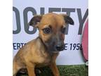Adopt Theodore a Mixed Breed
