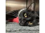 Adopt Panda a Domestic Short Hair