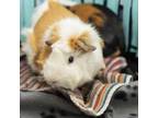 Adopt Link a Guinea Pig