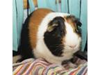 Adopt Cuff a Guinea Pig