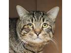 Adopt Gavin a Domestic Short Hair