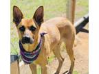 Adopt Jurassic $25 a German Shepherd Dog, Mixed Breed