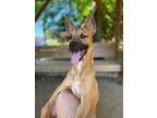 Adopt Maize a Boxer