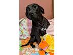 Adopt EASTER BUDDY a Labrador Retriever, American Bully