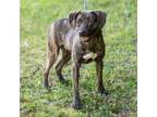 Adopt ORLOV-28665 a Labrador Retriever, Mixed Breed