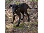 Adopt SIERRA-28669 a Labrador Retriever, Mixed Breed