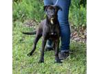 Adopt SAFFRON-28661 a Labrador Retriever, Mixed Breed
