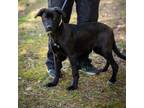 Adopt SAFFRON-28661 a Labrador Retriever, Mixed Breed