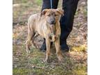 Adopt MACE-28659 a Labrador Retriever, Mixed Breed