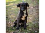 Adopt SAM-28668 a Labrador Retriever, Mixed Breed