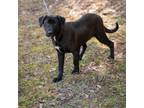 Adopt HABANERO-28660 a Labrador Retriever, Mixed Breed