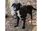 Adopt PARSLEY-28662 a Labrador Retriever, Mixed Breed