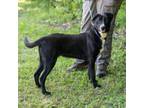 Adopt PARSLEY-28662 a Labrador Retriever, Mixed Breed