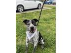 Adopt Domino a Australian Cattle Dog / Blue Heeler