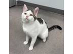 Adopt Louie a Domestic Short Hair