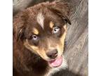 Miniature Australian Shepherd Puppy for sale in Statesboro, GA, USA