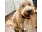 Adopt Milo a Great Pyrenees, Poodle