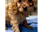 Cavapoo Puppy for sale in Lebanon, TN, USA