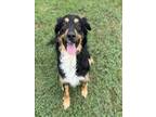 Adopt PANCHO a Australian Shepherd, Mixed Breed