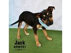 Adopt JACK a Rottweiler, Mixed Breed