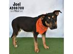 Adopt JOEL a Rottweiler, Mixed Breed