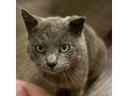 Adopt Grandalf a Domestic Short Hair