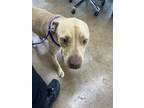Adopt JACE a Pit Bull Terrier, Mixed Breed