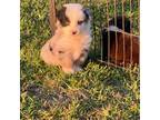 Mutt Puppy for sale in Ambrose, GA, USA