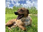 Adopt Ren a Cattle Dog, Black Mouth Cur