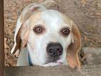 Adopt Lewis a Beagle