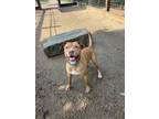 Adopt TANK a Pit Bull Terrier, Mixed Breed