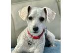 Adopt Sparky a Maltipoo