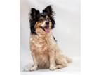 Adopt Oliver-8861 a Papillon, Mixed Breed