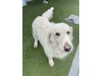 Adopt Rocky a Great Pyrenees, Mixed Breed