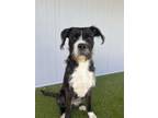 Adopt Tex a Terrier, Mixed Breed