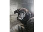 Adopt 55584396 a Shepherd, Mixed Breed