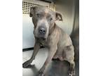 Adopt 55587140 a Pit Bull Terrier, Mixed Breed