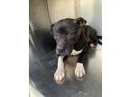 Adopt 55587138 a Pit Bull Terrier, Mixed Breed