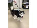 Adopt Bell a Husky, Mixed Breed