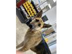 Adopt 55588395 a German Shepherd Dog, Mixed Breed