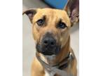 Adopt Charlie a Black Mouth Cur, Mixed Breed