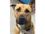 Adopt 55589426 a Black Mouth Cur, Mixed Breed